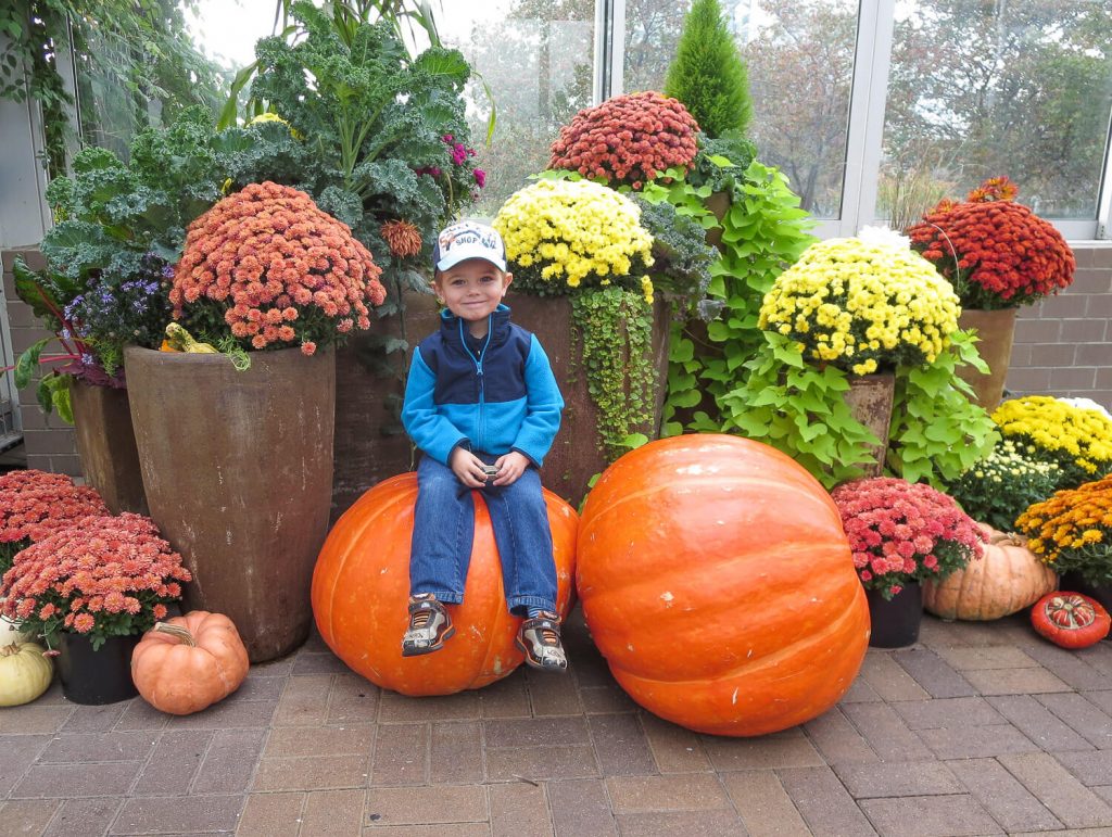 toddler boy sitting on giant pumpkins surrounded by mums at Meijer Gardens