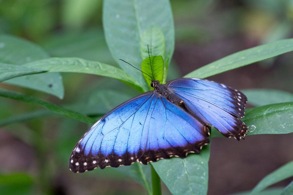 close up of a blue-winged butterfly resting on a green leaf